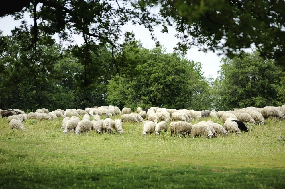 Bolger's Lamb Creep Ration 25kg